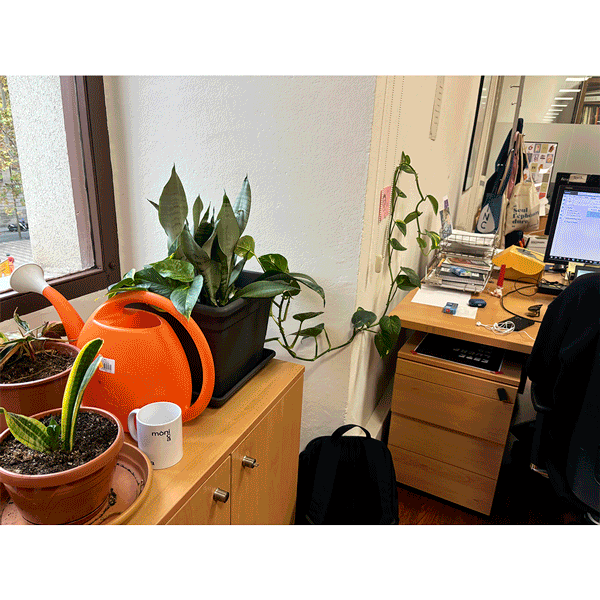 plantes
